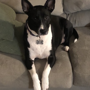 Vincent Delli Carpini